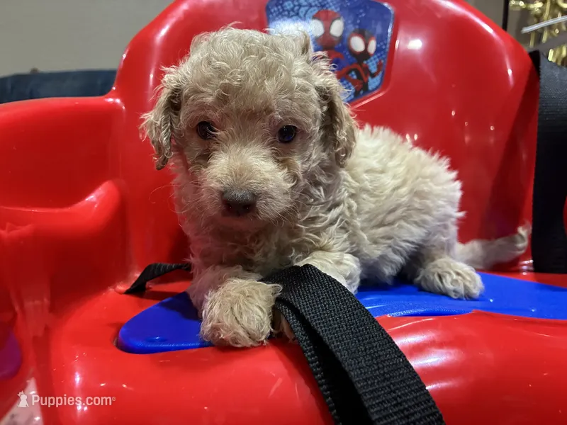 Wayne – Poodle - Miniature , Miniature Aussiedoodle puppy for sale in Oklahoma City, OK