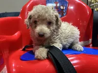 Wayne, a male Poodle - Miniature  and Miniature Aussiedoodle for sale in Oklahoma City, OK – 1 of 10