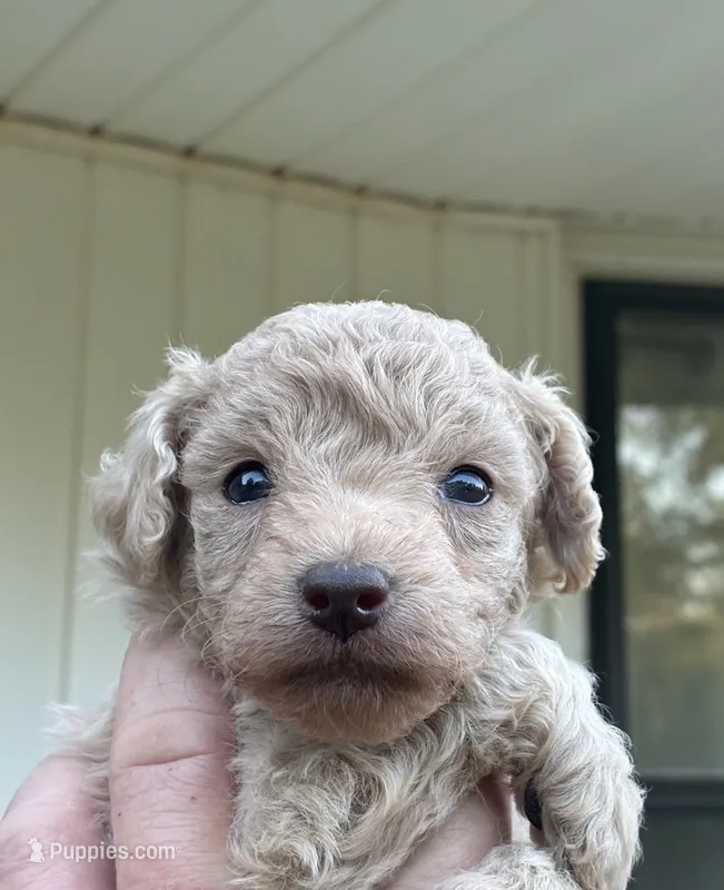 Wayne – Poodle - Miniature , Miniature Aussiedoodle puppy for sale in Oklahoma City, OK