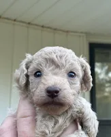 Wayne, a male Poodle - Miniature  and Miniature Aussiedoodle for sale in Oklahoma City, OK – 1 of 9