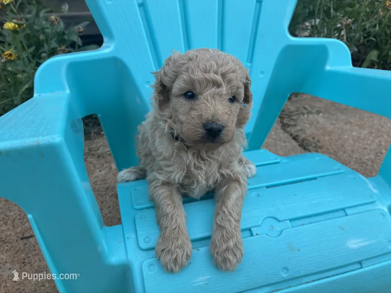 Willard – Aussiedoodle, Poodle - Miniature  puppy for sale in Oklahoma City, OK