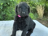 Valentina, a female Goldendoodle for sale in Oklahoma City, OK – 3 of 8