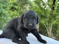 Vance, a male Goldendoodle for sale in Oklahoma City, OK – 5 of 8