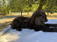 Winter , a female Poodle - Miniature  and Miniature Aussiedoodle for sale in Oklahoma City, OK – 8 of 10