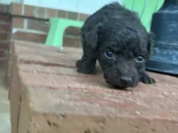 Wren , a female Poodle - Miniature  and Miniature Aussiedoodle for sale in Oklahoma City, OK – 2 of 10