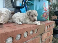 Wayne, a male Poodle - Miniature  and Miniature Aussiedoodle for sale in Oklahoma City, OK – 6 of 9