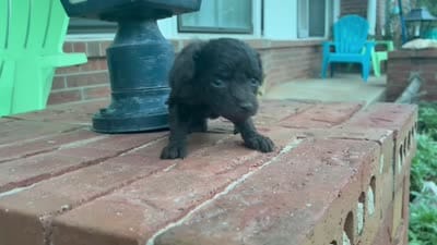 Wren , a female Poodle - Miniature  and Miniature Aussiedoodle for sale in Oklahoma City, OK – 10 of 10