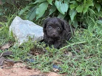 Ulysses, a male Aussiedoodle and Poodle - Miniature  for sale in Oklahoma City, OK – 7 of 8