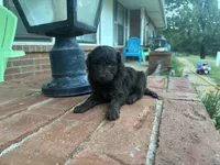 Wren , a female Poodle - Miniature  and Miniature Aussiedoodle for sale in Oklahoma City, OK – 6 of 10