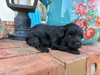 Zeva, a male Aussiedoodle and Poodle - Miniature  for sale in Oklahoma City, OK – 6 of 6