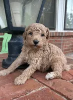 Walker F1B , a male Aussiedoodle and Poodle - Miniature  for sale in Oklahoma City, OK – 1 of 5