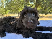 Winter , a female Poodle - Miniature  and Miniature Aussiedoodle for sale in Oklahoma City, OK – 9 of 10
