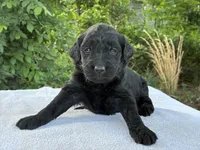 Violet, a female Goldendoodle for sale in Oklahoma City, OK – 5 of 6