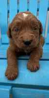 Vixene, a male Goldendoodle for sale in Oklahoma City, OK – 4 of 9