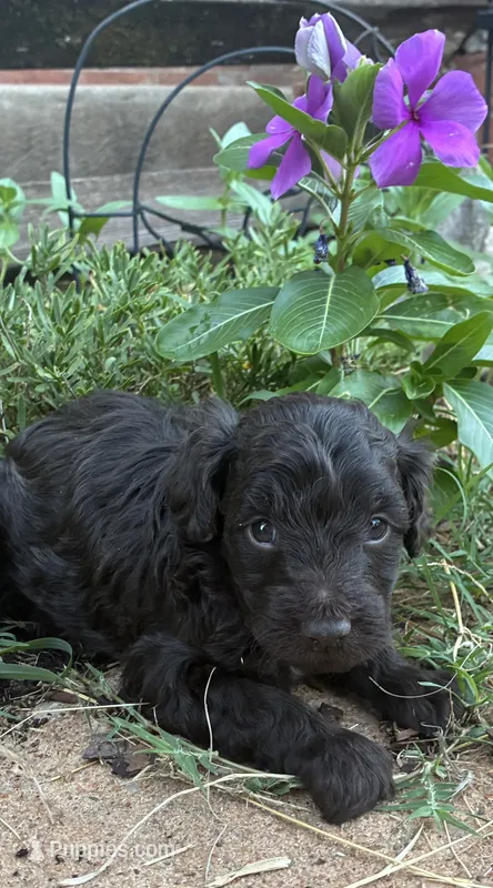 Winter  – Poodle - Miniature , Miniature Aussiedoodle puppy for sale in Oklahoma City, OK