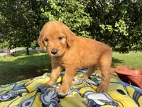 Vincenzo, a male Goldendoodle for sale in Oklahoma City, OK – 2 of 10