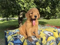 Vincenzo, a male Goldendoodle for sale in Oklahoma City, OK – 6 of 10