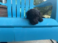 Willa F1b, a female Poodle - Miniature  and Miniature Aussiedoodle for sale in Oklahoma City, OK – 5 of 7