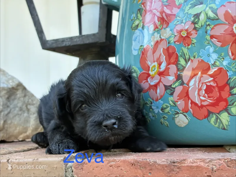 Zeva – Aussiedoodle, Poodle - Miniature  puppy for sale in Oklahoma City, OK