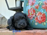 Zeva, a male Aussiedoodle and Poodle - Miniature  for sale in Oklahoma City, OK – 1 of 6