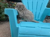 Willard, a male Aussiedoodle and Poodle - Miniature  for sale in Oklahoma City, OK – 2 of 7
