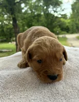 Vincenzo, a male Goldendoodle for sale in Oklahoma City, OK – 2 of 7