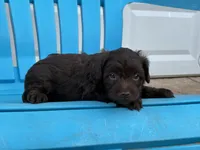 Ulysses, a male Aussiedoodle and Poodle - Miniature  for sale in Oklahoma City, OK – 4 of 8