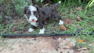 Ursula, a female Poodle - Miniature  and Miniature Aussiedoodle for sale in Oklahoma City, OK – 10 of 10