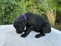 Violet, a female Goldendoodle for sale in Oklahoma City, OK – 4 of 6