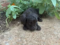 Winter , a female Poodle - Miniature  and Miniature Aussiedoodle for sale in Oklahoma City, OK – 6 of 6