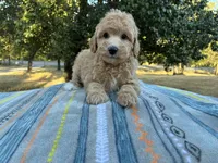 Walker F1B , a male Aussiedoodle and Poodle - Miniature  for sale in Oklahoma City, OK – 5 of 10