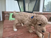 Walker F1B , a male Aussiedoodle and Poodle - Miniature  for sale in Oklahoma City, OK – 2 of 5