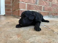 Zelda, a male Aussiedoodle and Poodle - Miniature  for sale in Oklahoma City, OK – 6 of 6