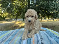 Walker F1B , a male Aussiedoodle and Poodle - Miniature  for sale in Oklahoma City, OK – 6 of 10