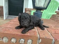 Winter , a female Poodle - Miniature  and Miniature Aussiedoodle for sale in Oklahoma City, OK – 5 of 6
