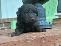 Wren , a female Poodle - Miniature  and Miniature Aussiedoodle for sale in Oklahoma City, OK – 5 of 10