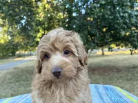 Wendy, a female Poodle - Miniature  and Miniature Aussiedoodle for sale in Oklahoma City, OK – 6 of 9
