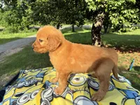 Vincenzo, a male Goldendoodle for sale in Oklahoma City, OK – 5 of 10