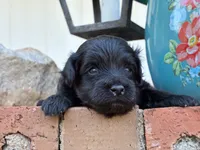 Zeva, a male Aussiedoodle and Poodle - Miniature  for sale in Oklahoma City, OK – 2 of 6