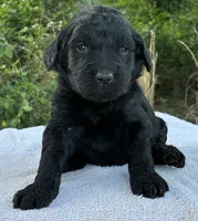 Vance, a male Goldendoodle for sale in Oklahoma City, OK – 2 of 8