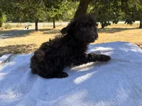 Wren , a female Poodle - Miniature  and Miniature Aussiedoodle for sale in Oklahoma City, OK – 9 of 9
