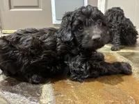 Winter , a female Poodle - Miniature  and Miniature Aussiedoodle for sale in Oklahoma City, OK – 4 of 10