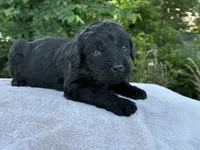 Vincent, a male Goldendoodle for sale in Oklahoma City, OK – 4 of 8