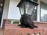 Winter , a female Poodle - Miniature  and Miniature Aussiedoodle for sale in Oklahoma City, OK – 3 of 6