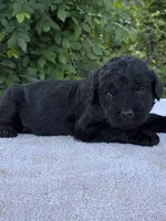 Vincent, a male Goldendoodle for sale in Oklahoma City, OK – 3 of 8