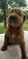 Vixene, a male Goldendoodle for sale in Oklahoma City, OK – 2 of 9
