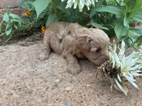 Wendy, a female Poodle - Miniature  and Miniature Aussiedoodle for sale in Oklahoma City, OK – 2 of 6