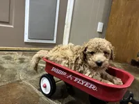 Walker F1B , a male Aussiedoodle and Poodle - Miniature  for sale in Oklahoma City, OK – 2 of 10