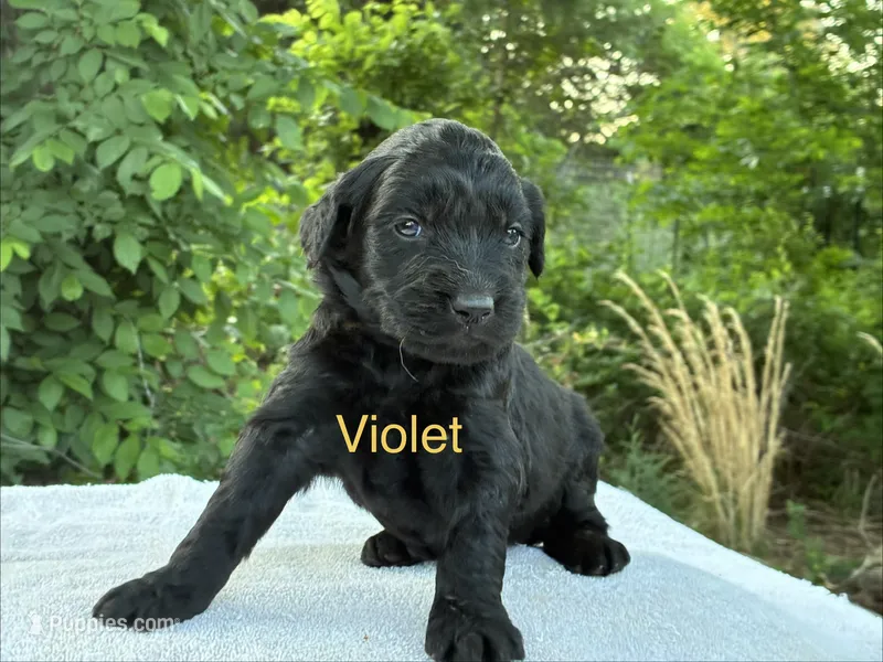 Violet – Goldendoodle puppy for sale in Oklahoma City, OK