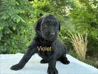 Violet, a female Goldendoodle for sale in Oklahoma City, OK – 1 of 6